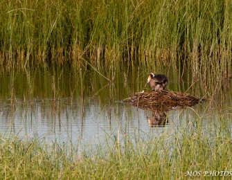Le grèbe huppé au lac de Bourdouze