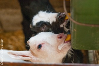 Une visite pleine de richesses à Neschers