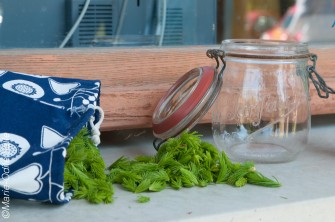 Le fabrication du sirop d’épicea!