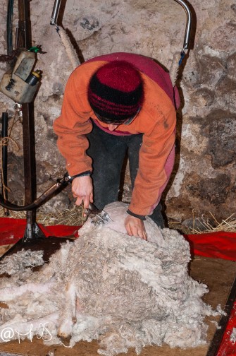 La tonte des chèvres Angora