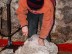 La tonte des chèvres Angora