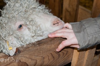 La laine mohair sur la route de Murol!