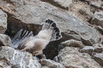 Un autre rapace bien sympa!